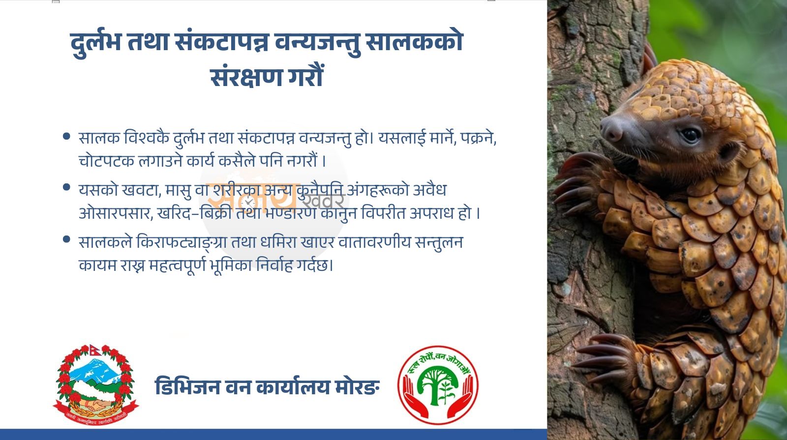 Salak morang