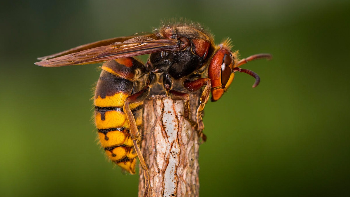 अरिंगालले टोकेर धनकुटाको सहिदभुमीमा सात जना घाइते