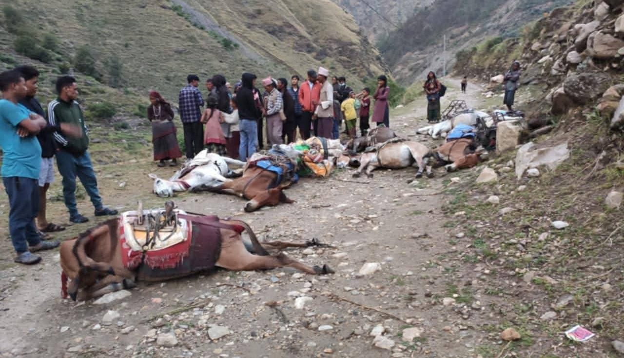 विद्युत चुहावट हुँदा मुगुमा करेन्ट लागेर दश खच्चर मरे