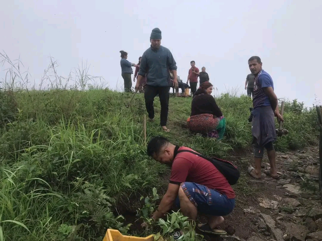 धनकुटाको ध्वोजेडाँडा पार्कमा वृक्षारोपण