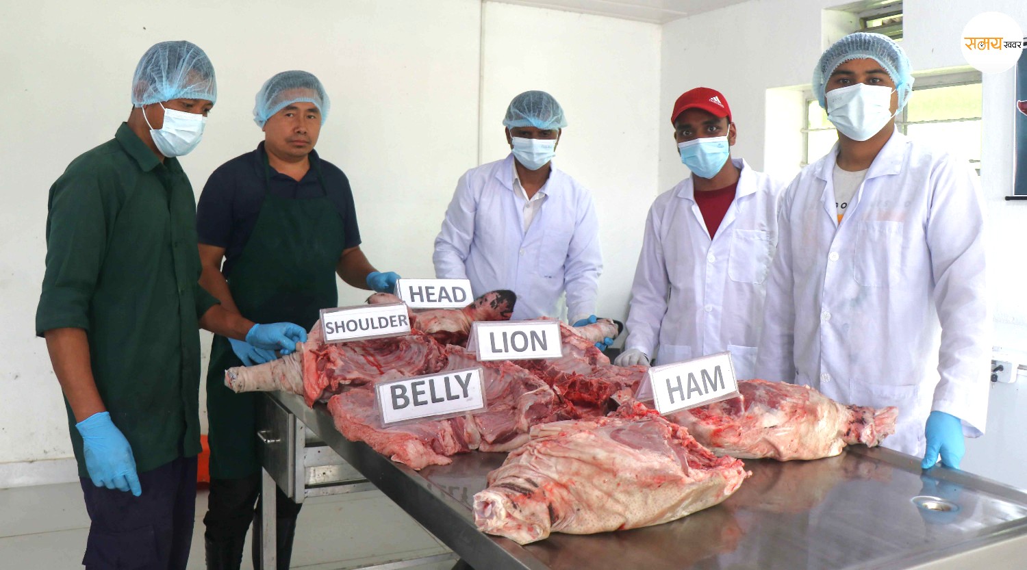 बंगुरको बोसो घटाएर रातो मासु बढाउने अनुसन्धानमा वैज्ञानिक