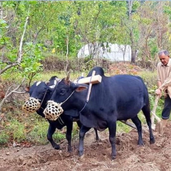 जनता संगै गाउँमा हलो जोत्दै सांषद खापुङ