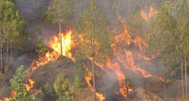 सामान्य वर्षाले पनि डढेलो नियन्त्रणमा राहत