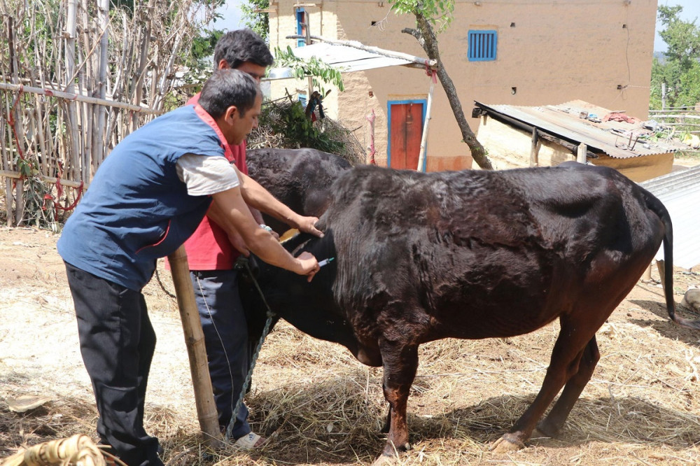 लम्पी स्किन रोगले साढे ३३ अर्बको नोक्सानी